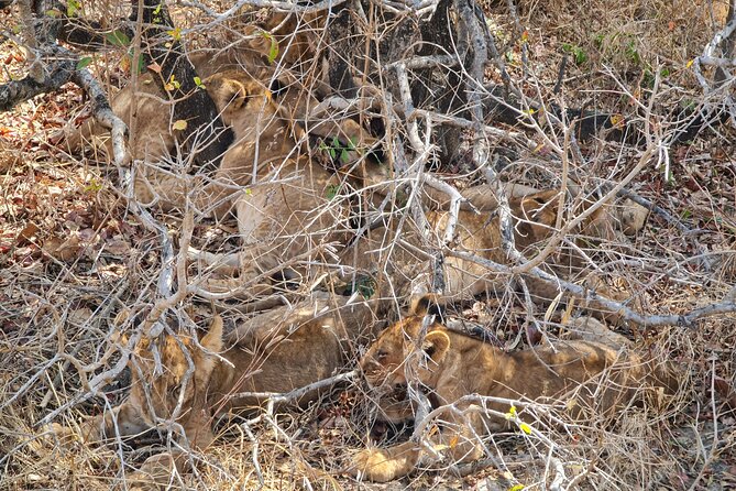 From Zanzibar: Mikumi Safari Day Trip with Flights and Meal - Why this is the most practical safari from Zanzibar