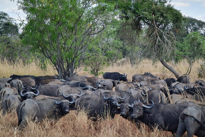 From Zanzibar: Mikumi Safari Day Trip with Flights and Meal - The short flight to Mikumi airstrip