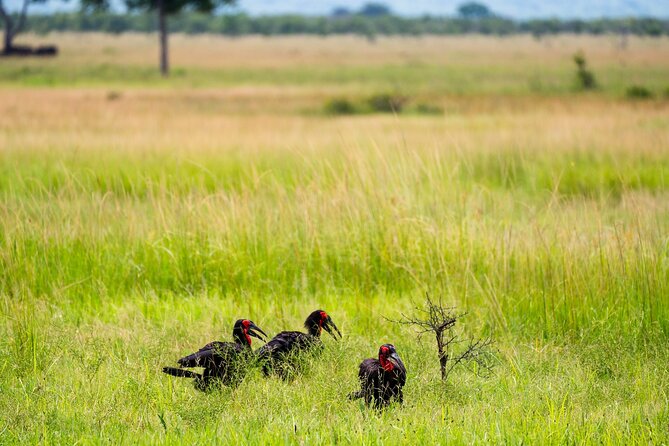 From Zanzibar: Mikumi Safari Day Trip with Flights and Meal - The Mikumi game drive from about 8:30