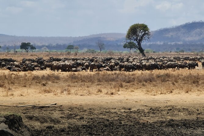 From Zanzibar: Mikumi Safari Day Trip with Flights and Meal - The afternoon drive and flight home