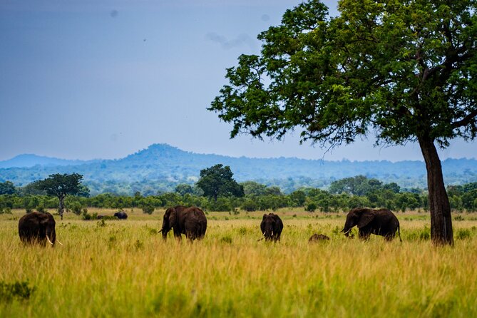 From Zanzibar: Mikumi Safari Day Trip with Flights and Meal - What to wear and pack for the jeep