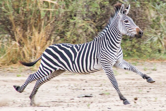 From Zanzibar: Mikumi Safari Day Trip with Flights and Meal - The early pickup and Zanzibar airport wait