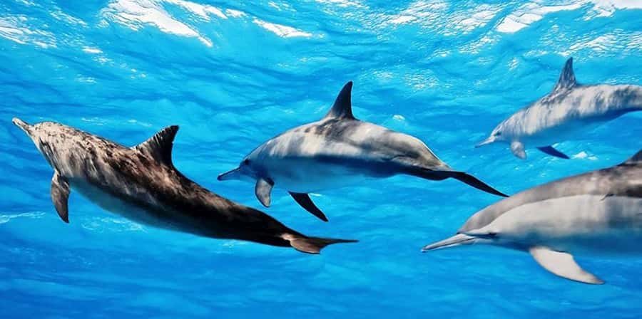 From Zanzibar: Mnemba Boat Tour with Snorkeling & Dolphine - Setting out from Nungwi or Kendwa before the heat