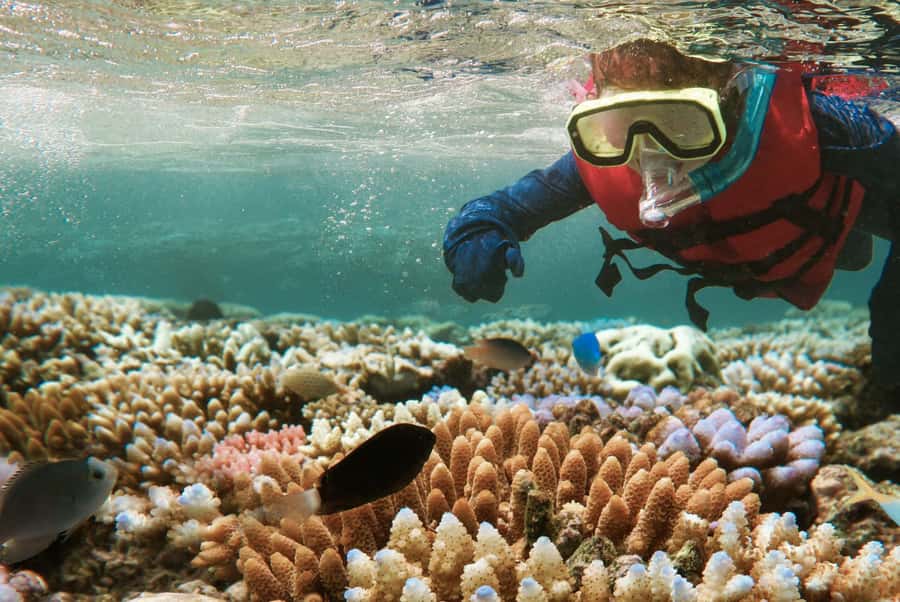 From Zanzibar: Mnemba Boat Tour with Snorkeling & Dolphine - Snorkeling at Mnemba Atoll