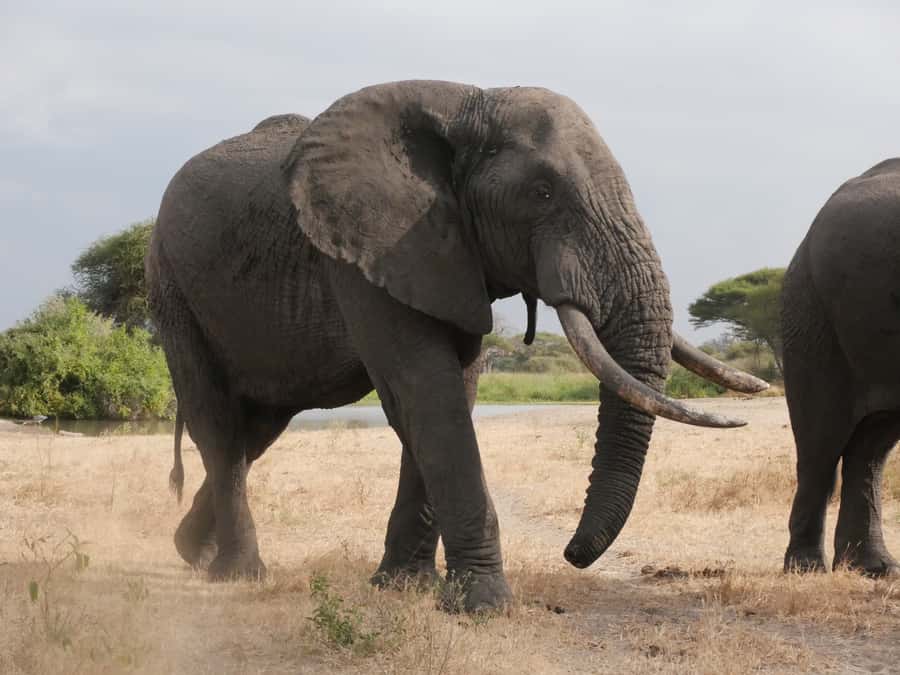 From Zanzibar: Nyerere National Park Game Drive with Lunch - Key points to know before booking