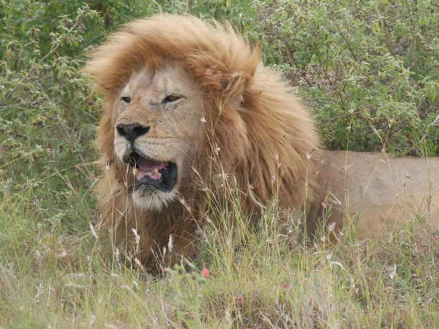 From Zanzibar: Nyerere National Park Game Drive with Lunch - Why this Zanzibar safari is worth considering
