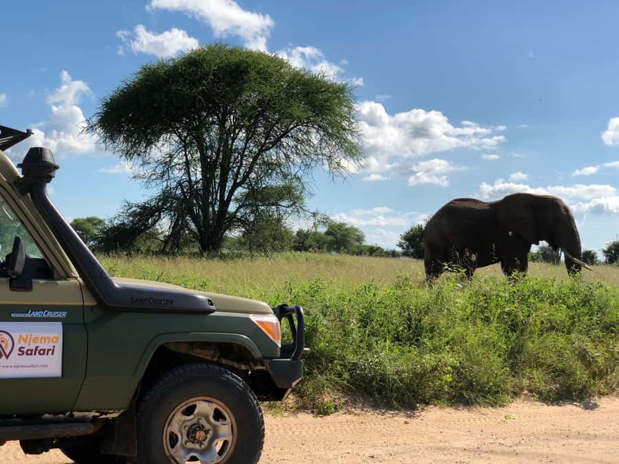From Zanzibar: Nyerere National Park Game Drive with Lunch - The short flight to Mtemere airstrip
