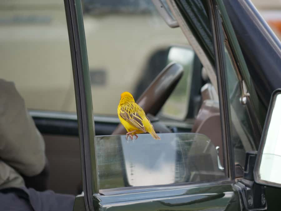From Zanzibar: Nyerere National Park Game Drive with Lunch - Eight hours among Nyerere’s wildlife