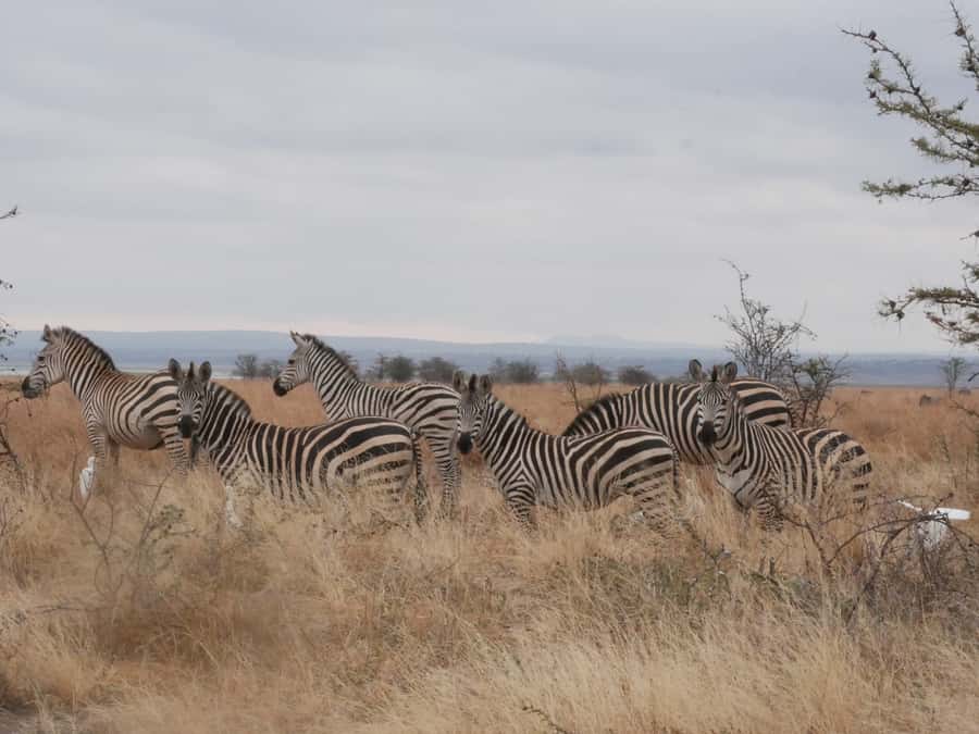 From Zanzibar: Nyerere National Park Game Drive with Lunch - A very early start from your Zanzibar hotel