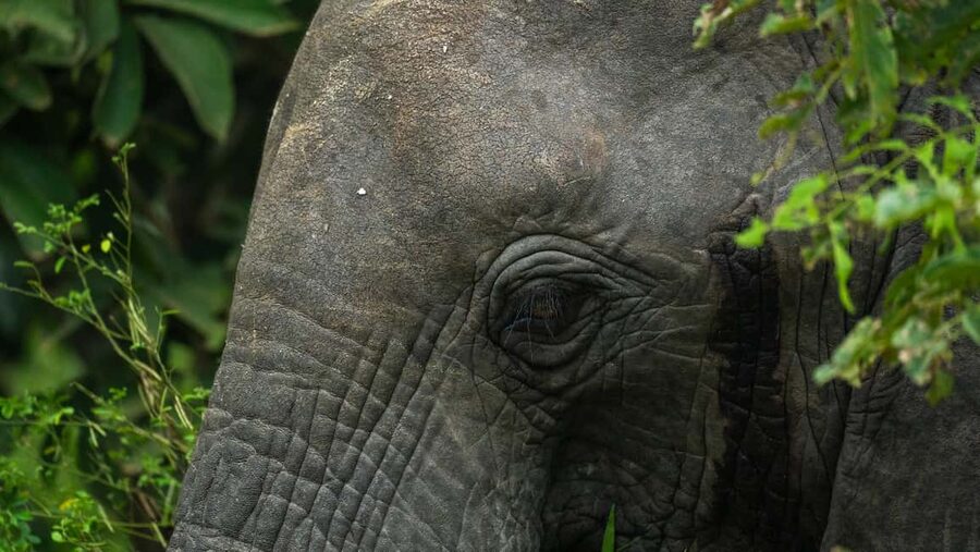 From Zanzibar: Overnight Selous G.R. Safari with Flights - Why Nyerere works as a Zanzibar side trip
