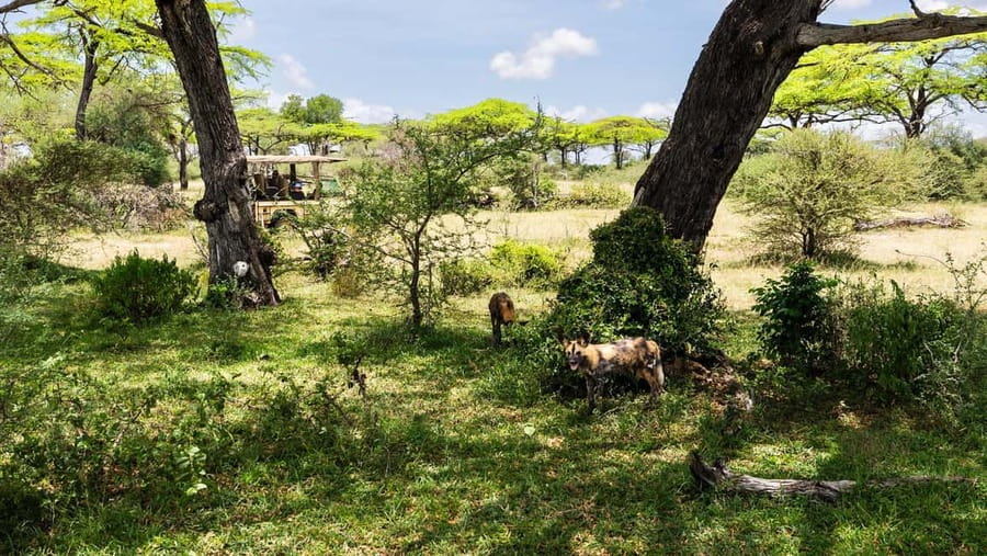 From Zanzibar: Overnight Selous G.R. Safari with Flights - The bush lunch is part of the safari