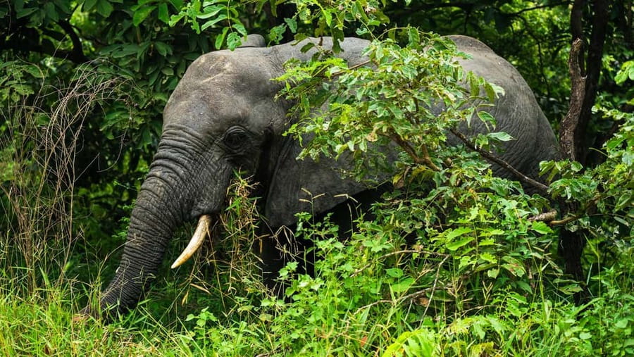 From Zanzibar: Overnight Selous G.R. Safari with Flights - Small details that improve the experience