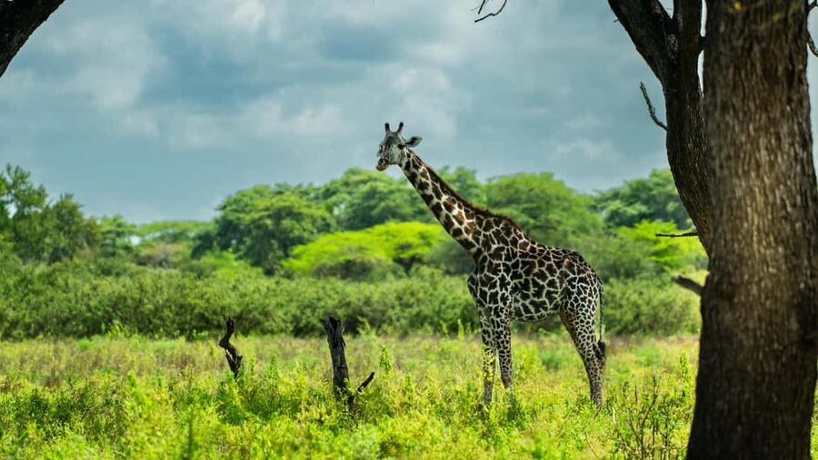 From Zanzibar: Overnight Selous G.R. Safari with Flights - Day one begins with an early flight