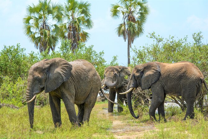 From Zanzibar: Selous Game Reserve Day Safari with Flights - Wildlife Sightings and Seasonal Limits