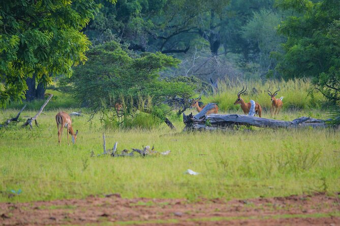 From Zanzibar: Selous Game Reserve Day Safari with Flights - Timing, Comfort, and Group Size