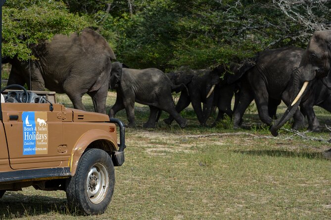 From Zanzibar: Selous Game Reserve Day Safari with Flights - What the $464.39 Price Really Buys
