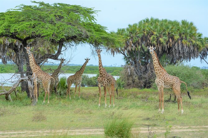 From Zanzibar: Selous Game Reserve Day Safari with Flights - Entering the Selous Wilderness