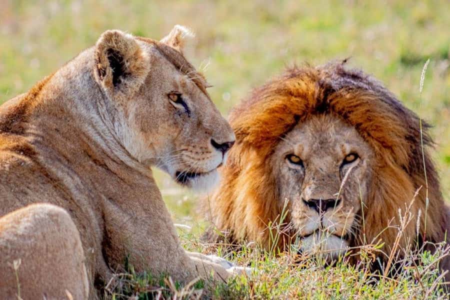 From Zanzibar: Selous Game Reserve Full-Day Safari - A Zanzibar Safari That Fits Into One Day
