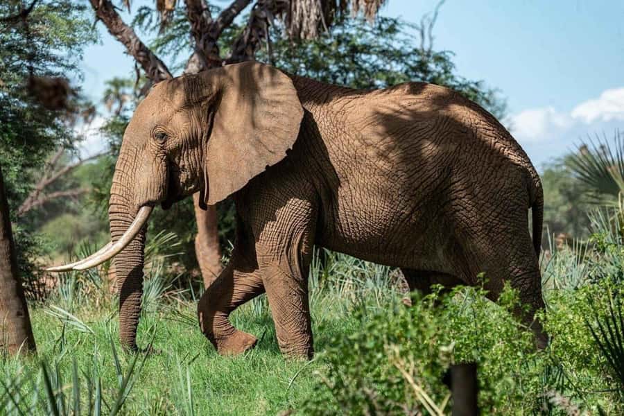 From Zanzibar: Selous Game Reserve Full-Day Safari - Leaving Zanzibar at 5:30 AM
