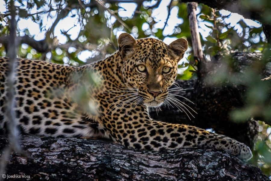From Zanzibar: Selous Game Reserve Full-Day Safari - Seven Hours Inside Nyerere National Park