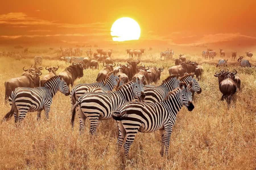 From Zanzibar: Selous Game Reserve Full-Day Safari - Animals You May See Along the Way