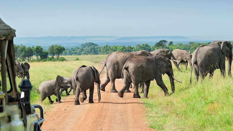 From Zanzibar: Selous Game Reserve Full-Day Safari - What the $513 Price Really Buys You