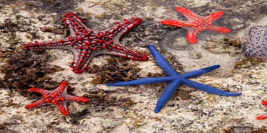 From Zanzibar: Starfish, Blue Lagoon, & The Rock Restaurant - Starfish Beach needs a careful approach