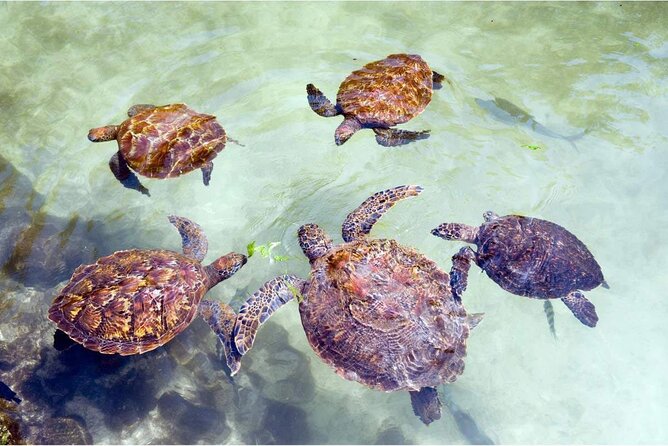 Full day Dolphin tour, Nungwi and Kendwa Beach Tour with Lunch - What $130 covers, and where the value lies