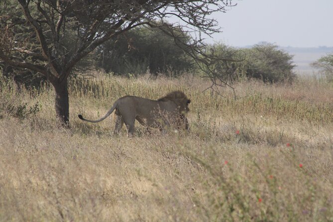 Full-Day Ngorongoro Crater private tour - Useful things to pack