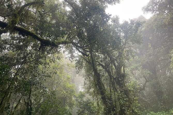 Full Day Private Hiking Tour to Kilimanjaro Mountain - Descending to the gate