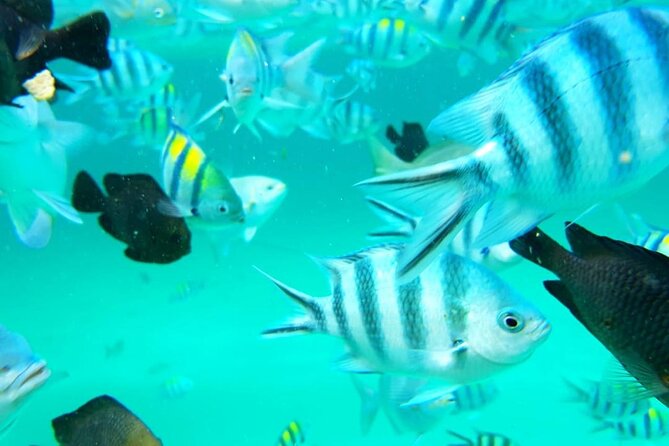 Full Day Private Mnemba Island + Turtles Aquarium & Kendwa Beach - Sandbank time, low tide, and tropical fruit