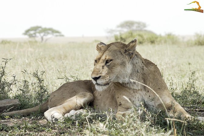 Full-Day Private Serengeti Safari from Mwanza - The guide can shape the whole safari