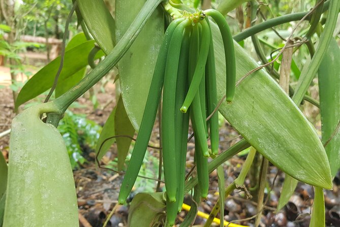 Full Day Private Spice Farm Stone Town and Prison Island - Is $90 per person a fair price?