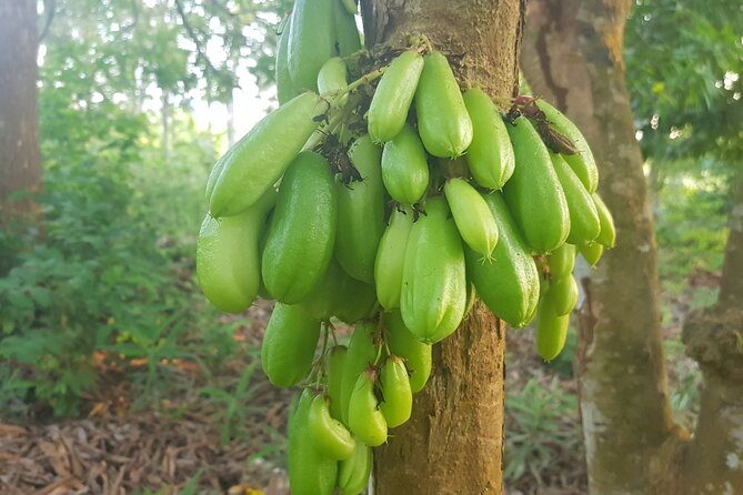 Full Day Private Spice Farm Stone Town and Prison Island - Who will enjoy this day most?