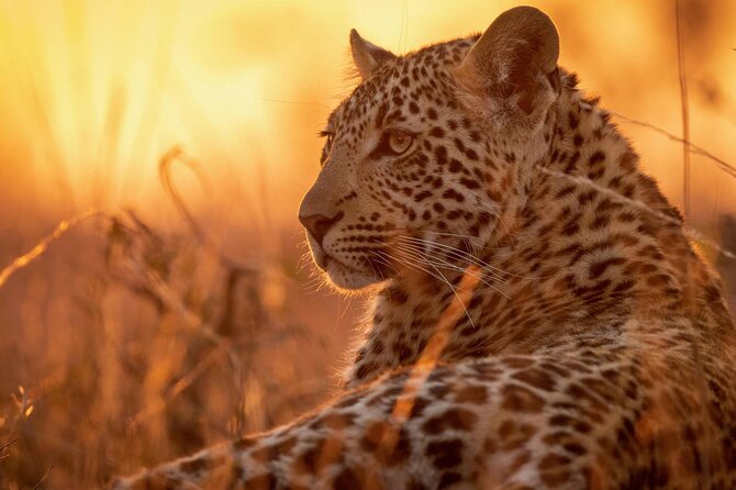 Full Day Safari to Mikumi National Park from Zanzibar with Lunch - Key points to know before booking