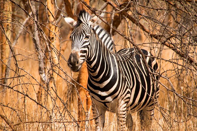 Full Day Safari to Mikumi National Park from Zanzibar with Lunch - From Zanzibar beaches to Mikumi bush