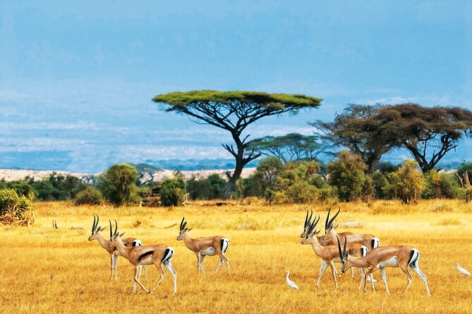 Full Day Safari to Mikumi National Park from Zanzibar with Lunch - A private game drive with room for your group