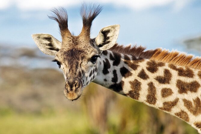 Full Day Safari to Mikumi National Park from Zanzibar with Lunch - Lunch, snacks, water, and the unusual wine inclusion