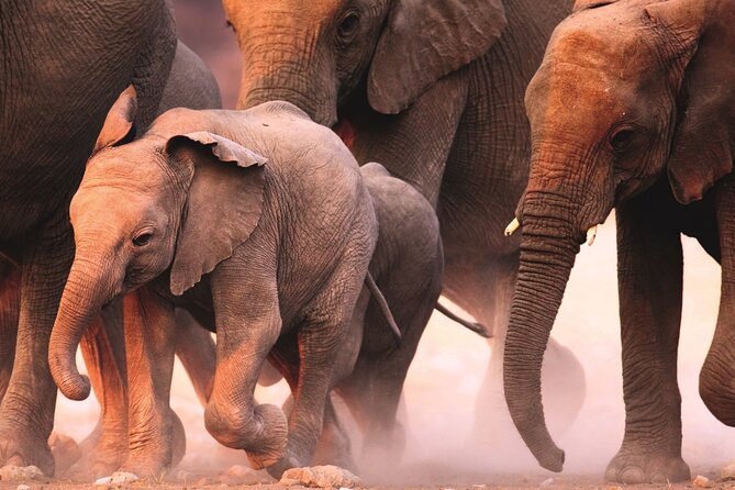 Full Day Safari to Mikumi National Park from Zanzibar with Lunch - Who will get the most from this safari?