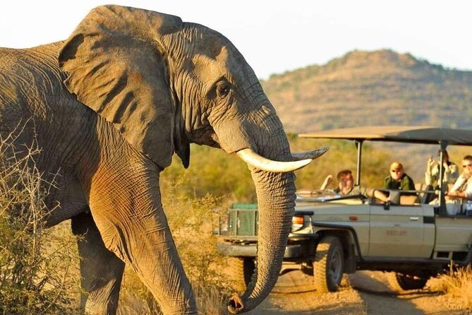 Full Day Safari to Mikumi National Park from Zanzibar with Lunch - Practical points that can save you trouble