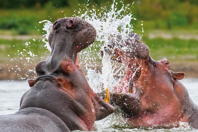 Full Day Safari to Mikumi National Park from Zanzibar with Lunch - What you can expect inside Mikumi National Park