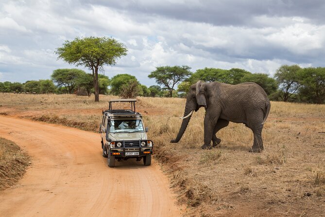 Full-Day Safari Tour from Mikumi National Park of Zanzibar - Why the $550 price can make sense