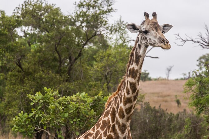 Full-Day Safari Tour from Mikumi National Park of Zanzibar - Returning to Zanzibar by afternoon