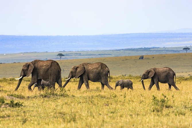 Full-Day Serengeti Tour from Mwanza - Key points at a glance