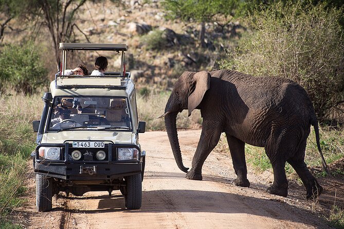 Full-Day Serengeti Tour from Mwanza - Why the afternoon drive matters