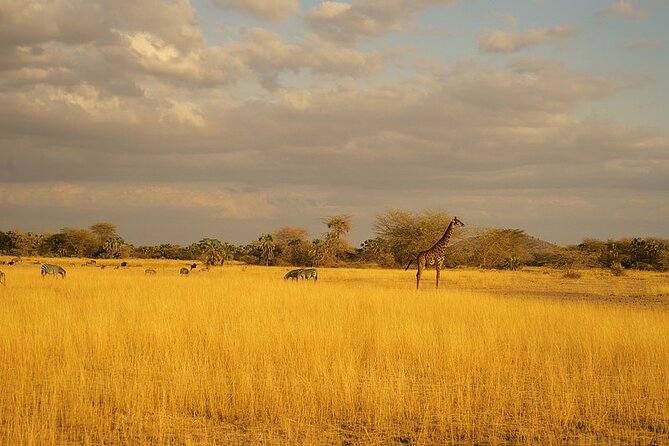 Full-Day Serengeti Tour from Mwanza - Guides, communication, and the small 4x4 group