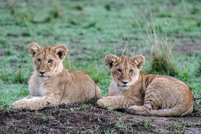 Full-Day Serengeti Tour from Mwanza - Who will get the most from this day