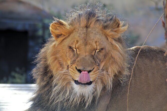 Full-Day Serengeti Tour from Mwanza - The Ndabaka gate and the western corridor