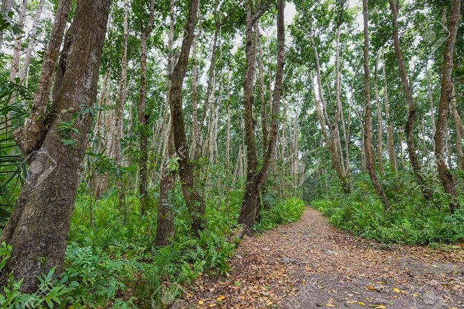 Full-day Tour Mnemba Jozani Forest Kuza Cave Paje Beach The Rock - Kuza Cave: a cool break with Swahili connections