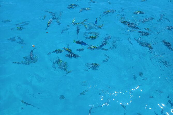 Fullday trip to Pungume and Uzi Island for Snorkeling and more - Looking for dolphins near Kizimkazi